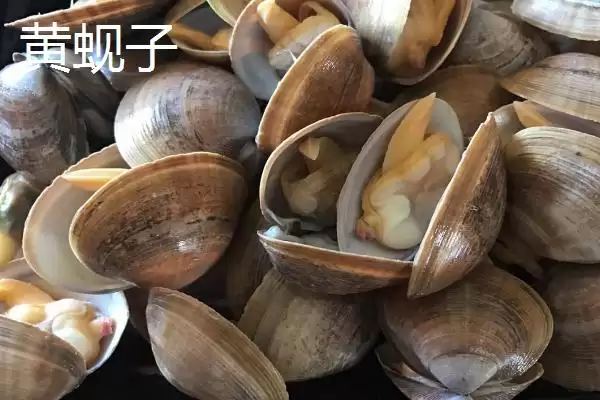 图片[2]-可食用贝类海鲜大盘点：蚬子、蛏子、北极贝等你品尝-会东网