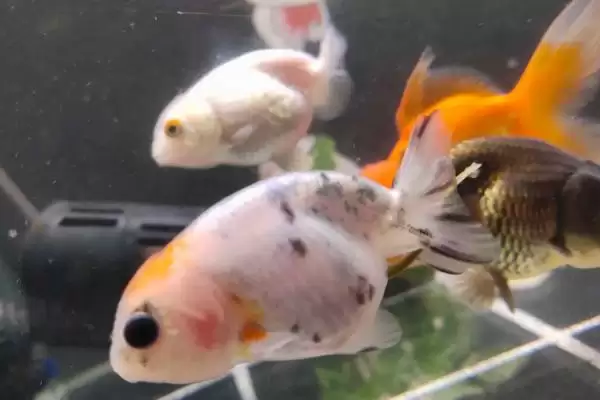 兰寿鱼对氧气的要求 ,兰寿鱼在怎样的水质易死亡?插图3 兰寿鱼对氧气的要求 ,兰寿鱼在怎样的水质易死亡?插图3