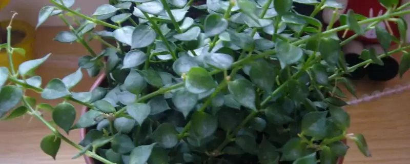 养百万心的方法和重点？养百万心要做好哪些细节？-会东网