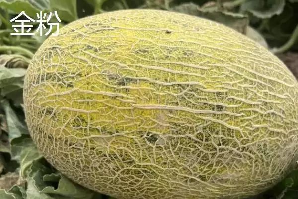 了解甜瓜品种的方法和重点？认识甜瓜品种要做好哪些细节？插图5