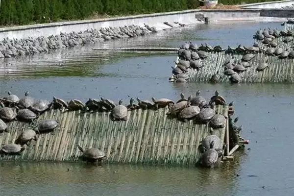 图片[4]-甲鱼要如何进行喂养管理呢,甲鱼喂养采取定时、定点、定量、定质原则-会东网