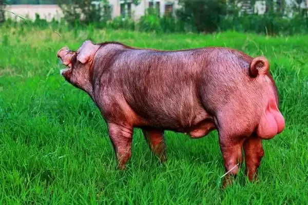 迷你猪到底会不会长大呢 ,迷你猪虽长得慢但最终也是会长大的插图2