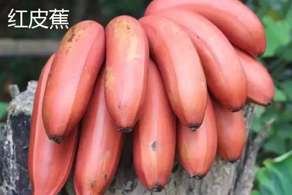 图片[12]-台湾香蕉的主要栽培品种，常见的有李林蕉、玫瑰蕉、旦蕉等-会东网