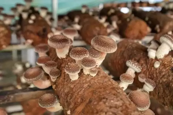 图片[5]-种植香菇注水后闷棚的时间和要点？种植香菇闷棚需注意什么？-会东网