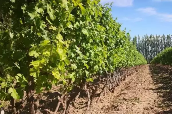 葡萄树越冬埋土技术:9月下旬到10月上旬首次浅埋的要点插图3 葡萄树越冬埋土技术:9月下旬到10月上旬首次浅埋的要点插图3