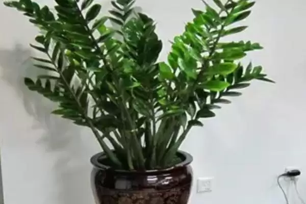 金钱树烂根的处理方法 ,金钱树烂根主要原因及咋处理插图1 金钱树烂根的处理方法 ,金钱树烂根主要原因及咋处理插图1