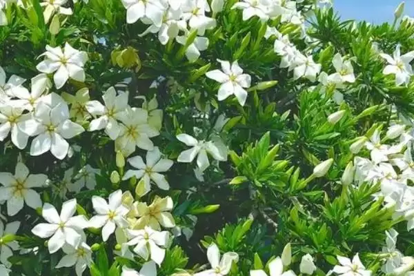 图片[2]-了解栀子花开花季节的方法和重点？了解栀子花开花季节要做好哪些细节？-会东网