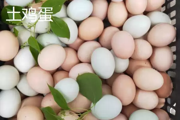 知悉土鸡蛋价格走向的方法和重点？养鸡要做好哪些市场价格把控？插图3