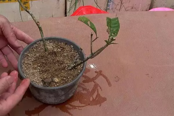 图片[5]-扦插桂花注意要点：20天左右长根的操作技巧-会东网