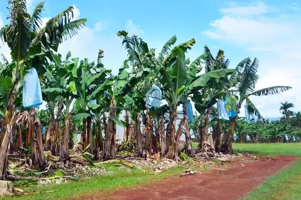 热带种植园农业有什么特点?了解热带种植园农业特点要关注什么?插图1 热带种植园农业有什么特点?了解热带种植园农业特点要关注什么?插图1