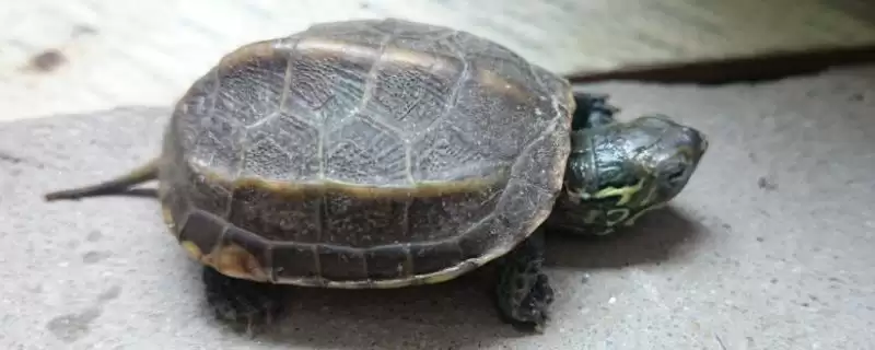 龟甲是乌龟的壳吗，是龟科动物乌龟的背甲及腹甲-会东网