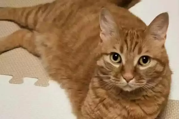 母猫对公猫熟悉需要多长时间呢 ,母猫对公猫通常需 5-7 天来熟悉彼此插图2