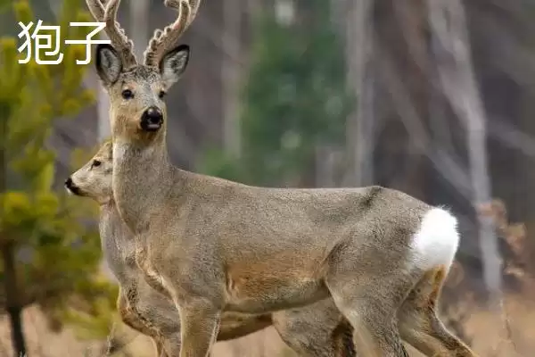 认识山上常见野生动物的方法和重点?养猪环境与野生动物有哪些相关细节?插图3 认识山上常见野生动物的方法和重点?养猪环境与野生动物有哪些相关细节?插图3