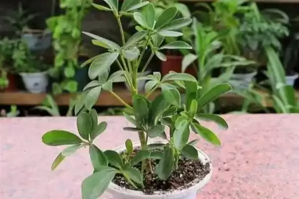 图片[6]-判断鸭掌木是否会开花的方法和重点？判断鸭掌木是否会开花要做好哪些细节？-会东网
