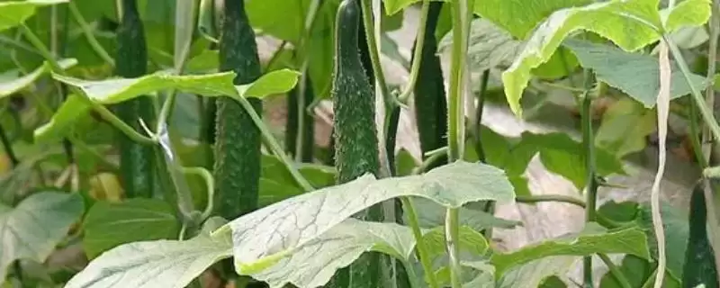 种植黄瓜的方法和重点?种黄瓜要做好哪些细节?-会东网