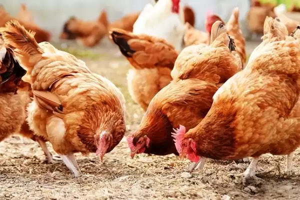 蛋鸡一天生多少个蛋,每天通常产1-2个蛋插图8 蛋鸡一天生多少个蛋,每天通常产1-2个蛋插图8