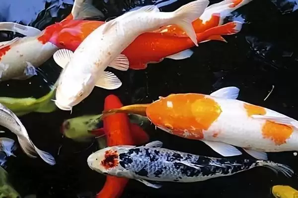图片[6]-锦鲤吃金鱼眼睛的原因 ,锦鲤为何会吃金鱼的眼睛呢-会东网