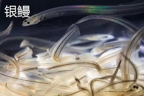 图片[8]-鳗鱼是怎样的鱼类 ,鳗鱼常栖息在什么水域-会东网