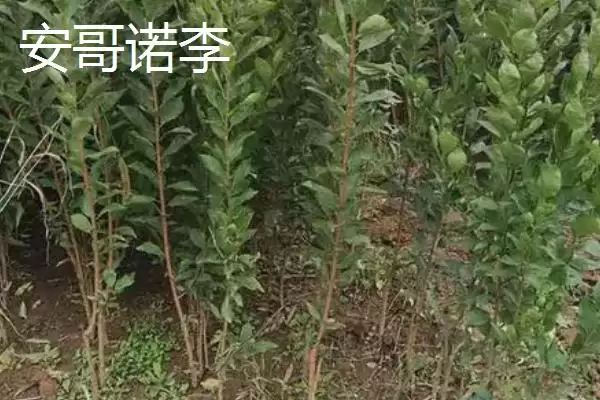 图片[7]-黑霸王李子苗的价格，一棵需要3-6元左右-会东网