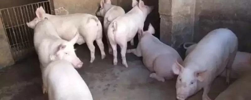 新手养猪的方法和重点?养猪要做好哪些入门基础细节?-会东网