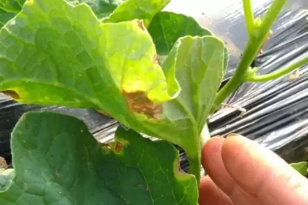 了解甜瓜炭疽病危害的方法和重点？认识甜瓜炭疽病要做好哪些细节？插图2