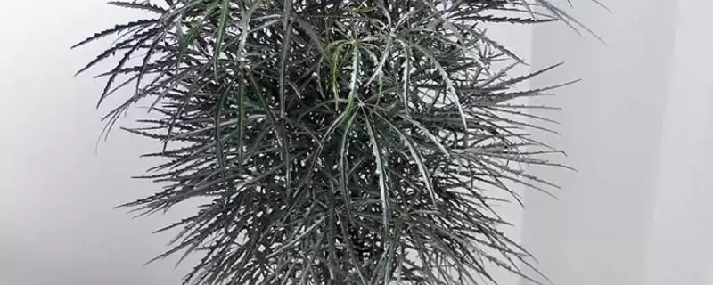 养孔雀木的方法和重点？养孔雀木要做好哪些细节？-会东网