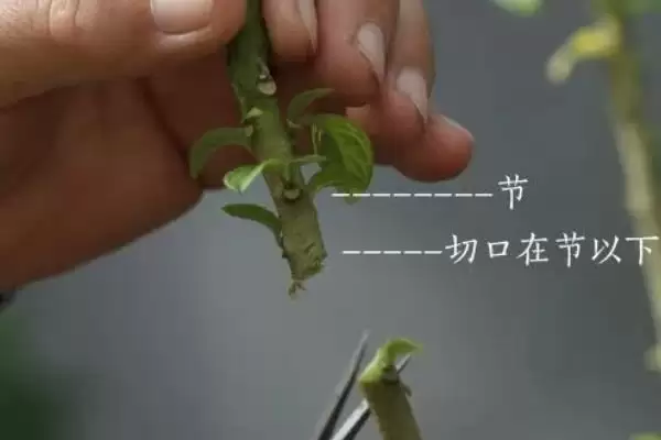 图片[7]-天竺葵在什么季节移栽？确定天竺葵移栽季节要考虑哪些生长周期和环境因素？-会东网