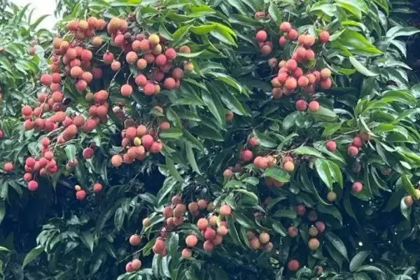 图片[2]-荔枝种植的注意事项 ,荔枝种植要考虑哪些方面因素？-会东网