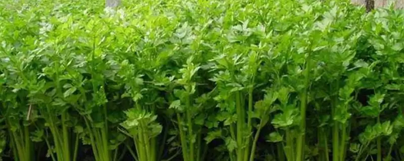 芹菜种植时间指南:每个月都能种的种植诀窍-会东网