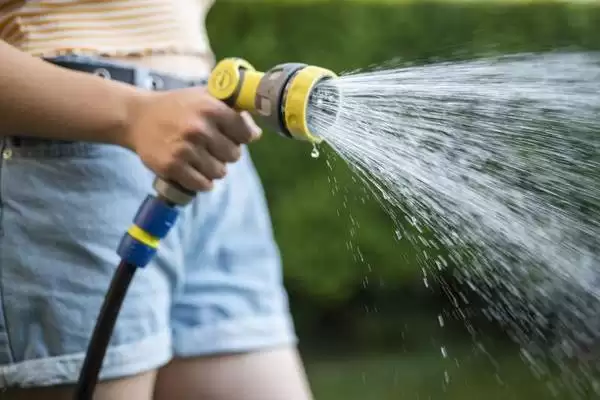 金钱树的浇水施肥方法 ,金钱树如何进行浇水和施肥插图4 金钱树的浇水施肥方法 ,金钱树如何进行浇水和施肥插图4