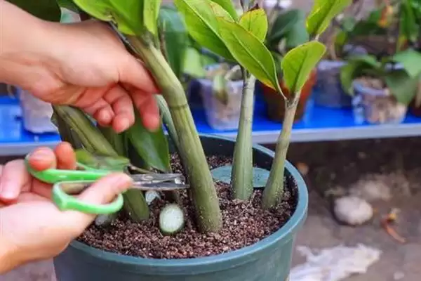 金钱树开花后的处理方法 ,金钱树开花后要如何进行处理插图1