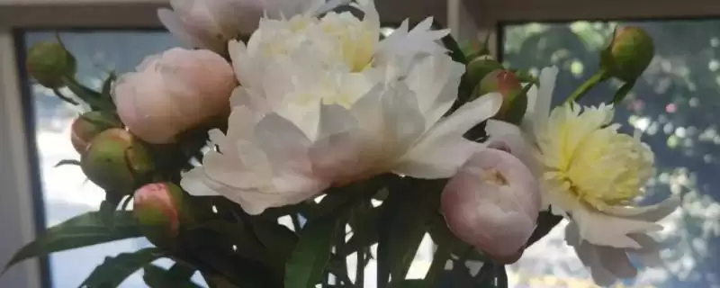 芍药花的水养方法？水养芍药花要遵循哪些科学的养护步骤？-会东网