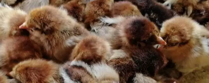 买鸡苗季节选择的方法和重点？养鸡要做好哪些季节考量？-会东网