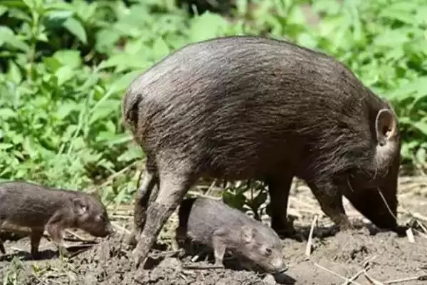 世界上最小的猪：成年姬猪仅20-30厘米的奇妙身姿插图1