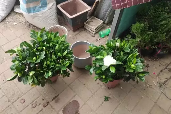 图片[4]-掌握栀子花移盆方式的方法和重点？掌握栀子花移盆方式要做好哪些细节？-会东网