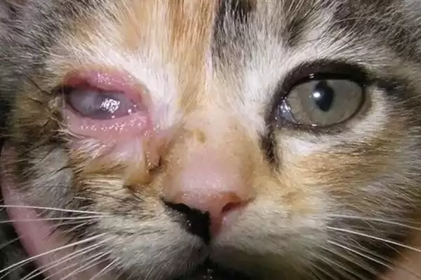 猫咪眼睛发炎有哪些明显症状 ,猫咪眼睛发炎会出现流眼泪现象插图2 猫咪眼睛发炎有哪些明显症状 ,猫咪眼睛发炎会出现流眼泪现象插图2