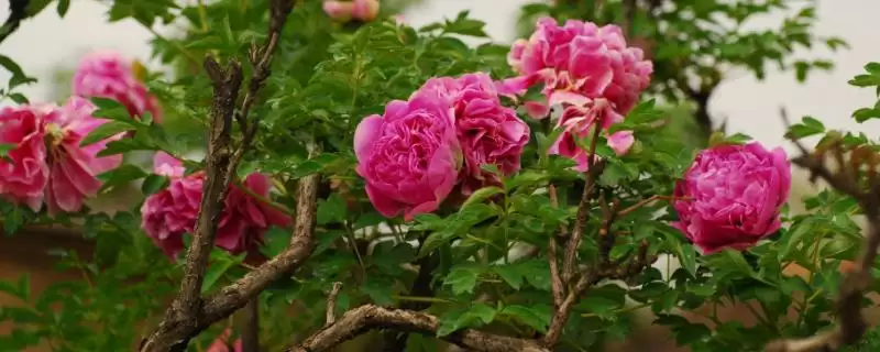紫斑牡丹种植的方法和要点？种植紫斑牡丹要掌握哪些关键步骤？-会东网