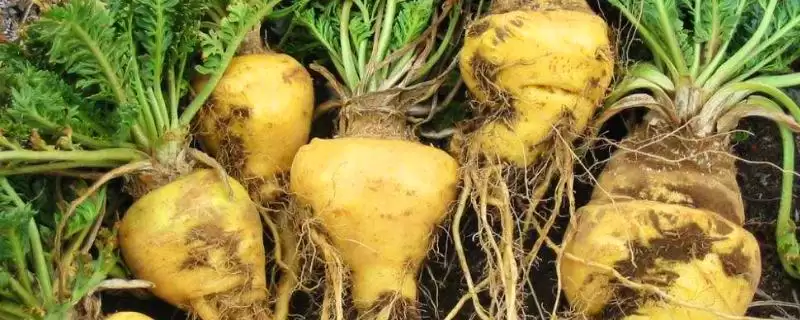 玛卡的种植条件有哪些要求 ,玛卡种植对海拔气温有何需-会东网