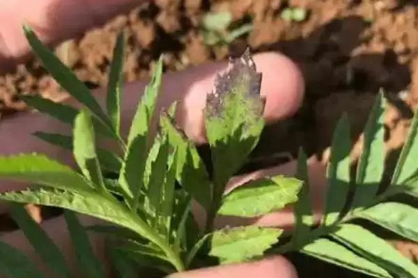 图片[3]-菊花黑斑病的防治 ,防治菊花黑斑病可喷施哪些药物呢？-会东网