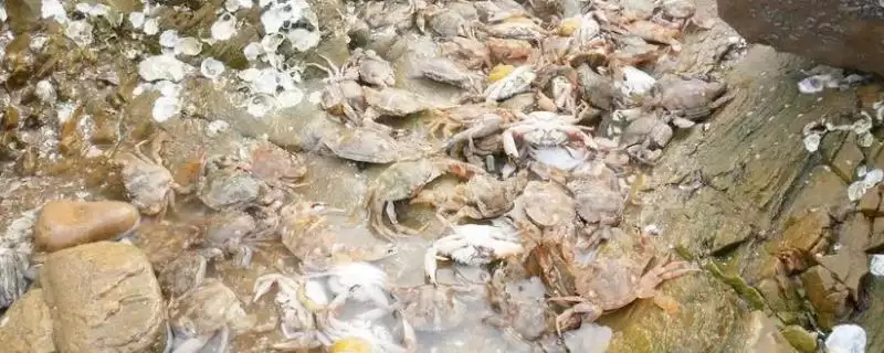 螃蟹产卵时间之谜：12月到次年3月的繁殖奥秘-会东网