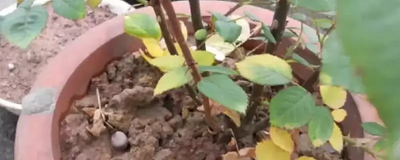 玫瑰花叶子发黄的原因是什么 ,玫瑰花叶发黄或因光照、浇水不当-会东网