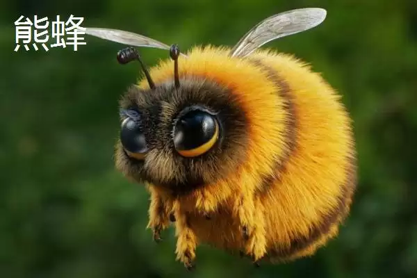 图片[2]-什么黑蜂比虎头蜂还大，可能是熊蜂、木蜂或竹蜂-会东网