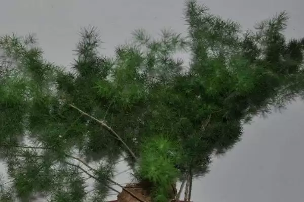 图片[5]-蓬莱松简介：多年生常绿草本植物的独特魅力-会东网
