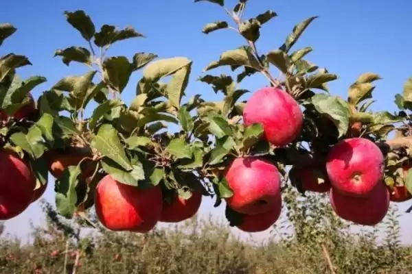 苹果烂果如何防治,要加强果园管理插图2 苹果烂果如何防治,要加强果园管理插图2