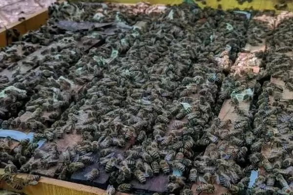 蜜蜂造脾的速度，因群势强弱、蜜源多寡等不同而不同插图3