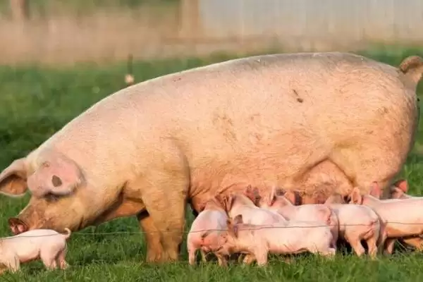 母猪产后清宫一般要清几次呢,母猪产后通常清宫一次即可插图1 母猪产后清宫一般要清几次呢,母猪产后通常清宫一次即可插图1