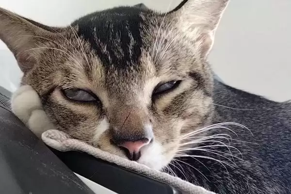 猫睁眼睡觉的原因是什么呢 ,猫睁眼睡觉属于正常的现象插图3