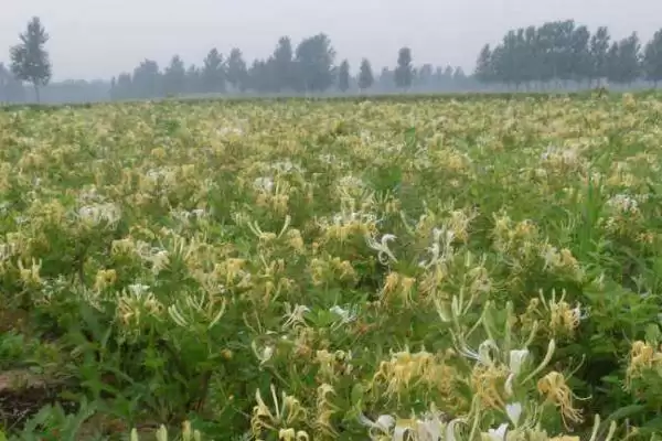 金银花的种植方法 ,金银花可以采用什么方法种植插图3 金银花的种植方法 ,金银花可以采用什么方法种植插图3