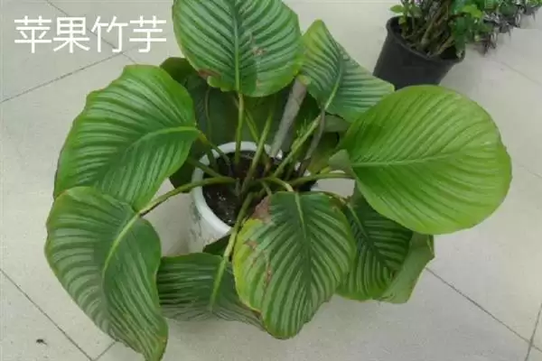 哪些耐阴的大型绿植适合放在客厅,苹果竹芋、琴叶榕、散尾葵等品种可供选择插图1 哪些耐阴的大型绿植适合放在客厅,苹果竹芋、琴叶榕、散尾葵等品种可供选择插图1