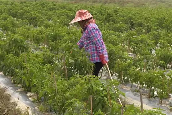 辣椒的叶面肥选择 ,辣椒开花坐果前为何施硼钙叶面肥?插图2 辣椒的叶面肥选择 ,辣椒开花坐果前为何施硼钙叶面肥?插图2